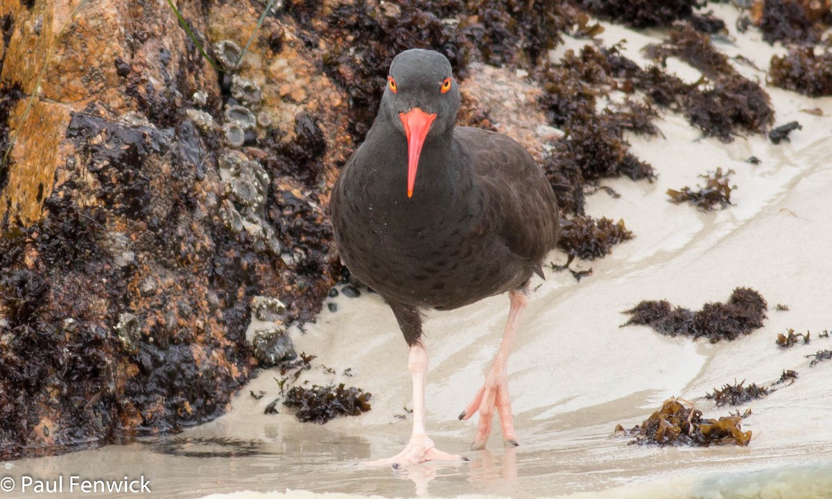 Black Oystercatcher - ML81625451