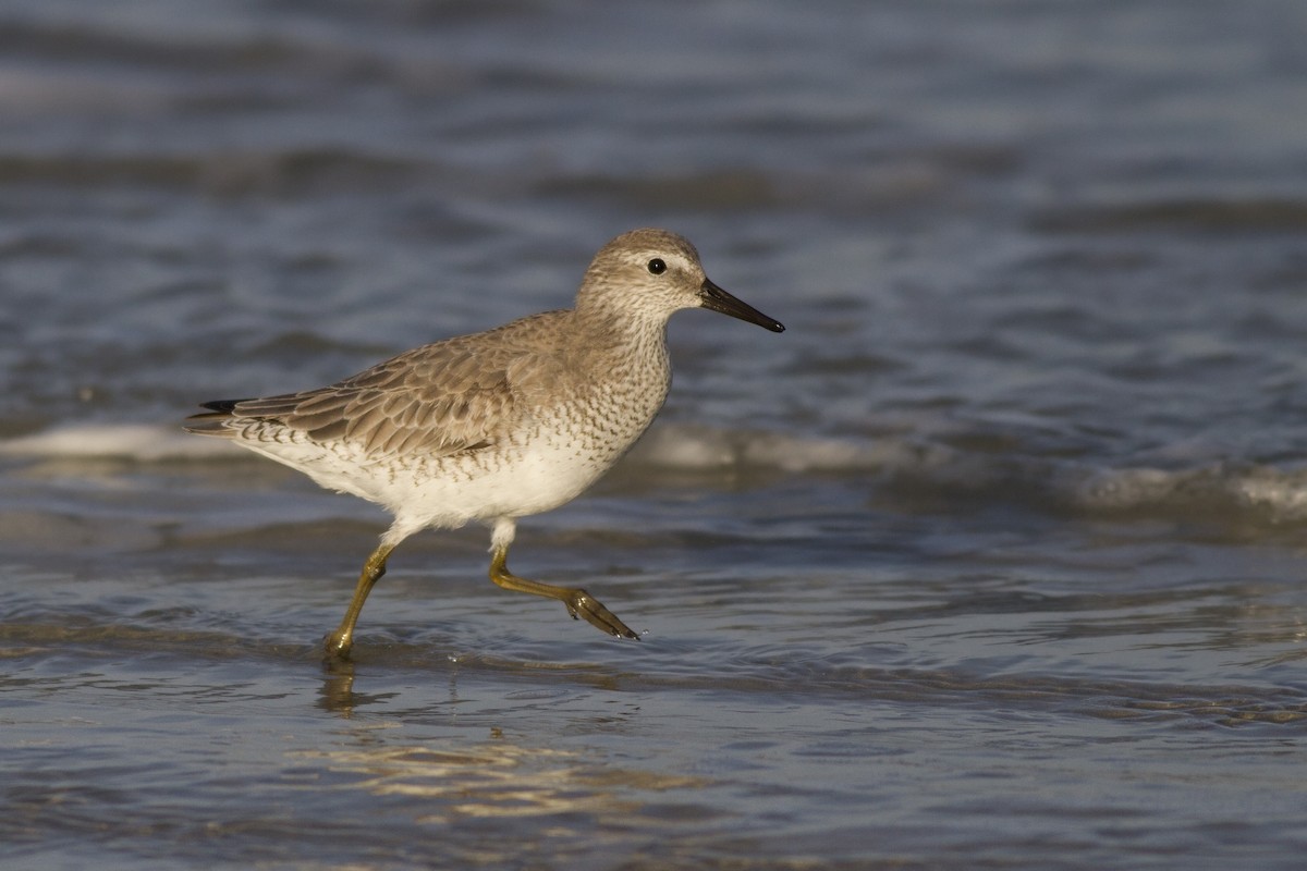 Red Knot - ML81625541