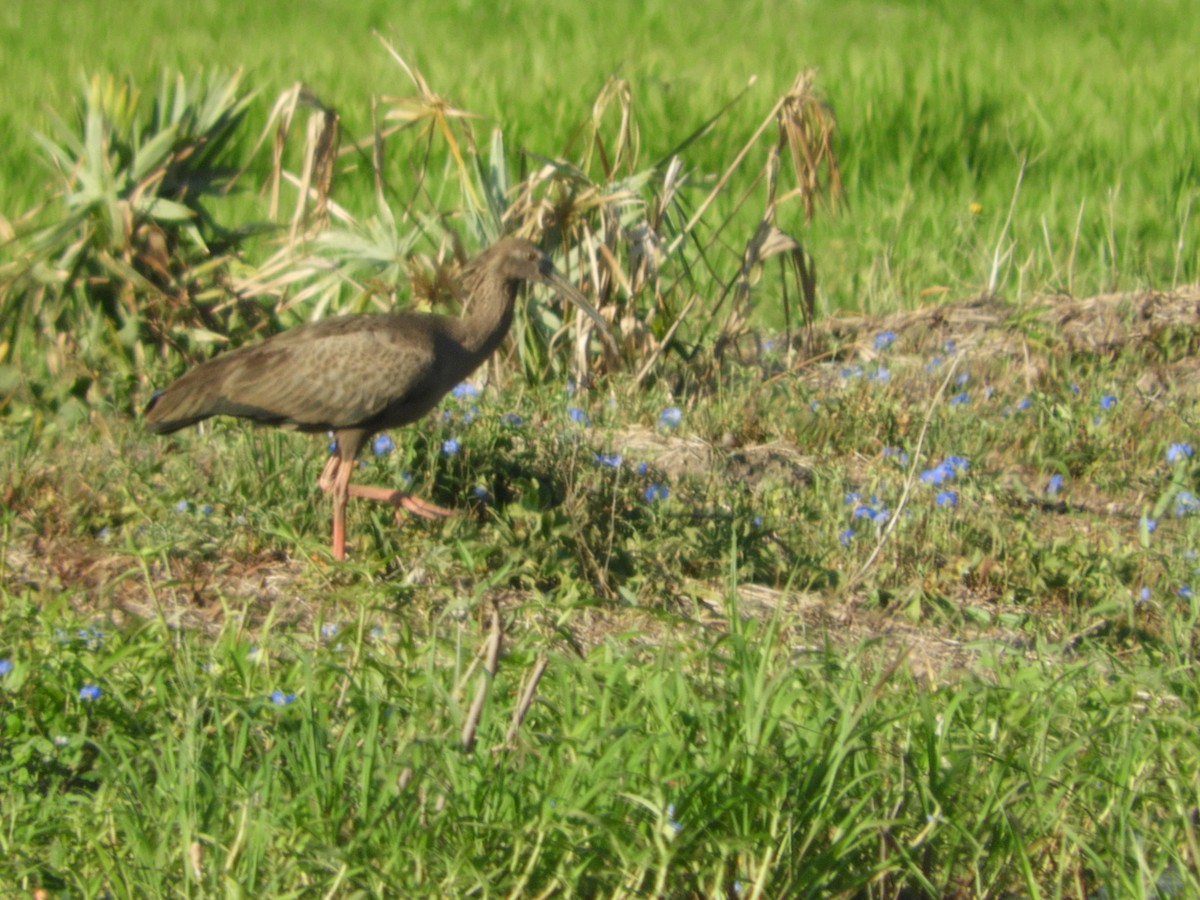 ibis běločelý - ML81625561