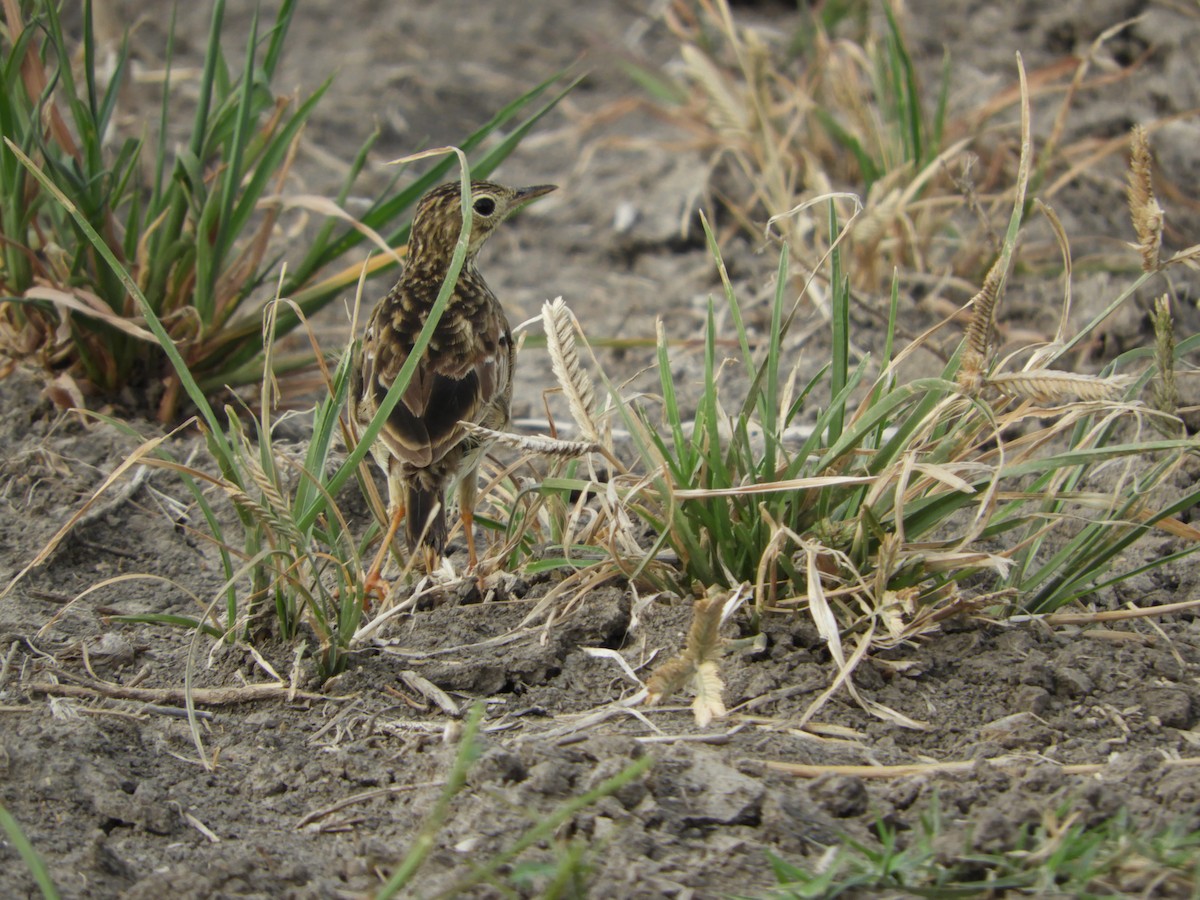 Yellowish Pipit - ML81626011