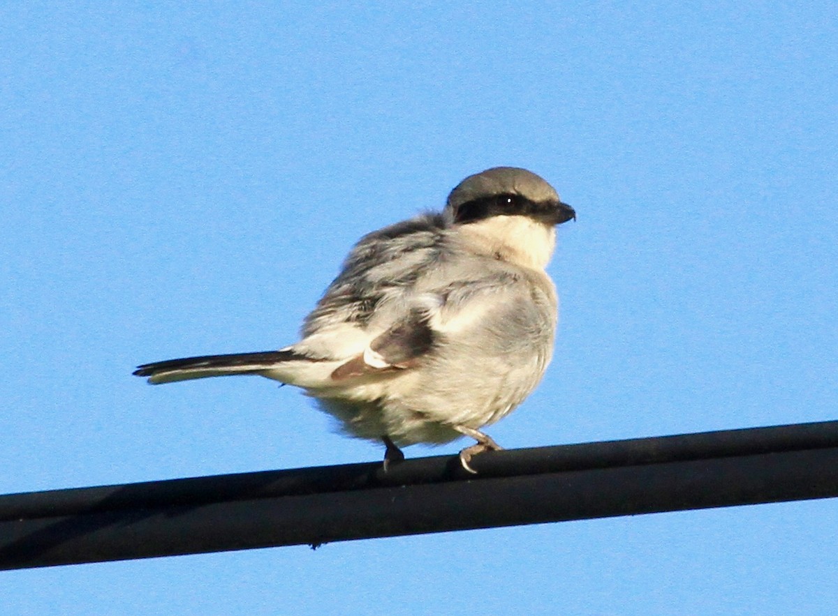 Loggerhead Shrike - ML81626151