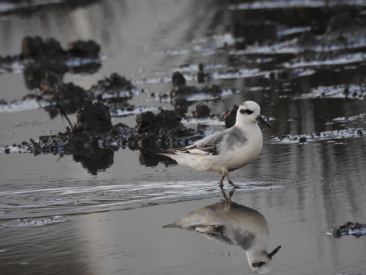 Red Phalarope - ML81626271