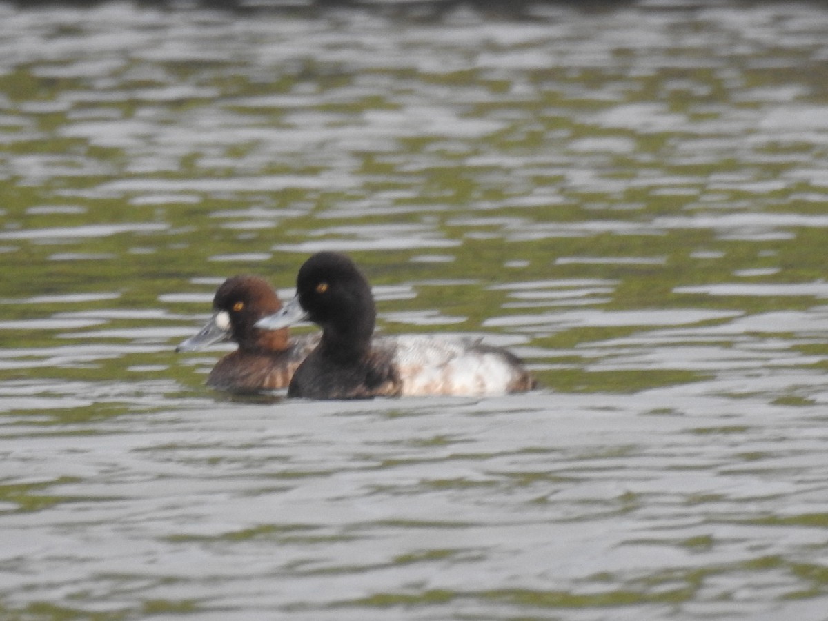 Lesser Scaup - ML81626691