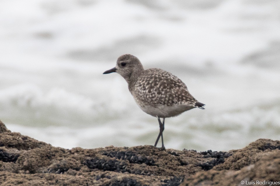 Black-bellied Plover - ML81627281