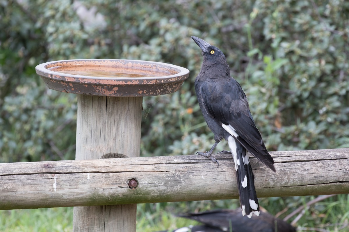 Pied Currawong - ML81628381