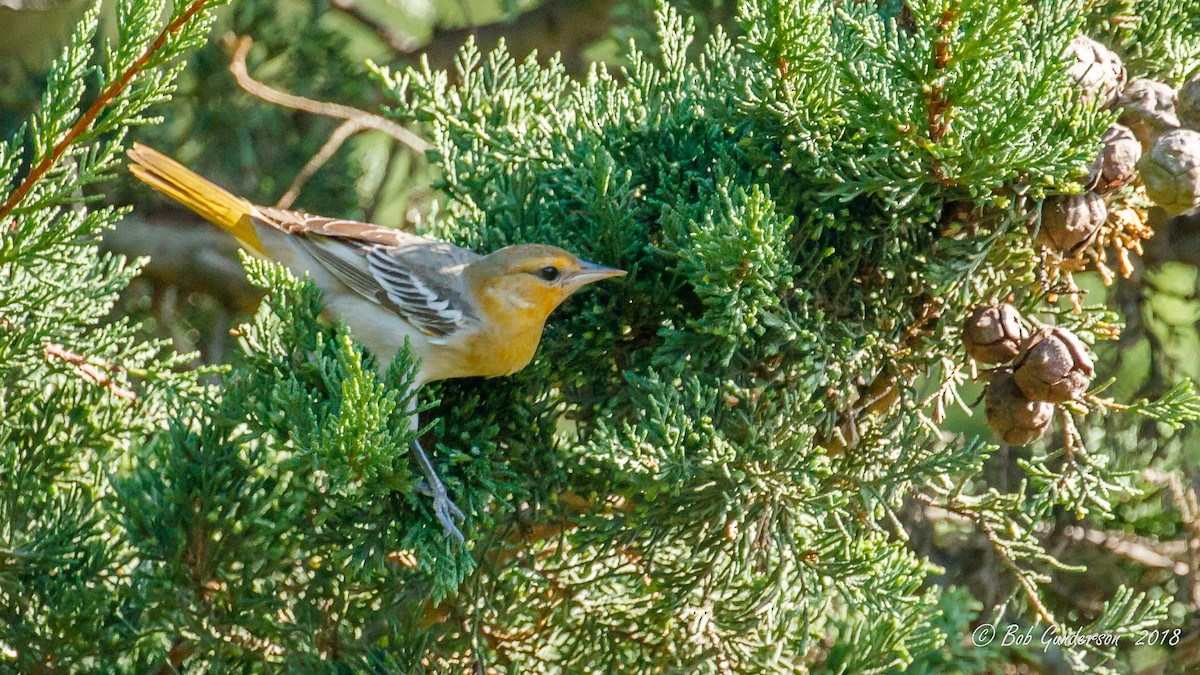 Bullock's Oriole - Bob Gunderson