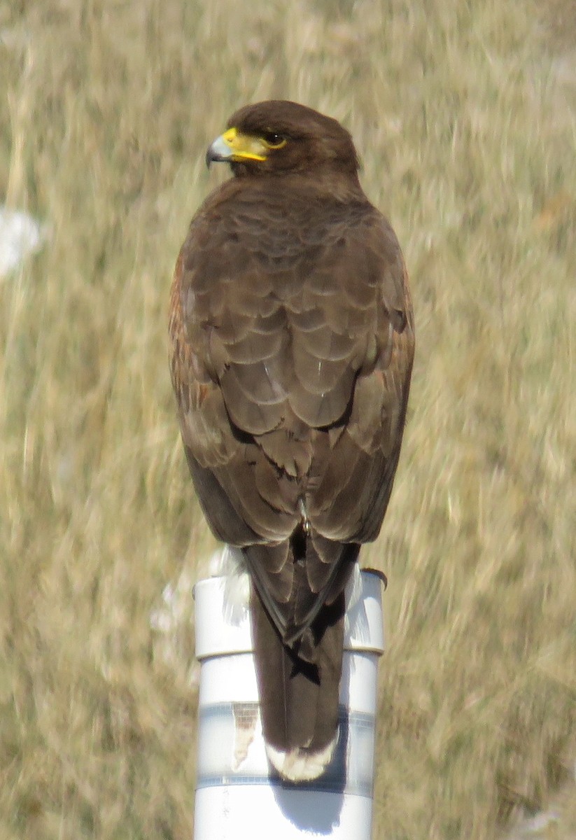 Harris's Hawk - ML81632631