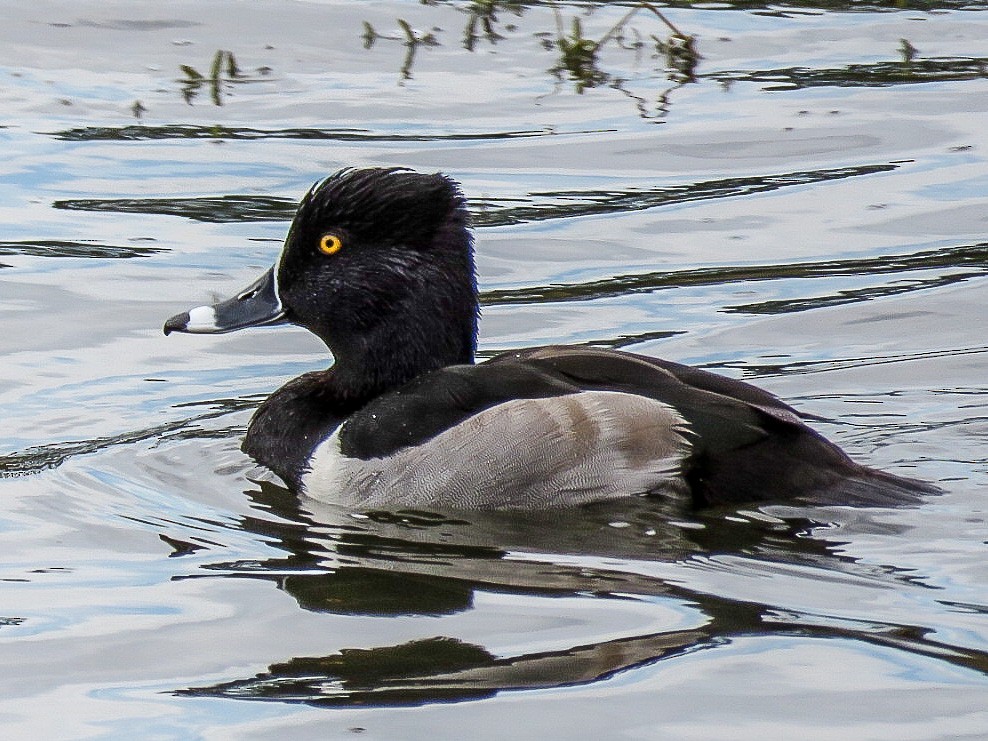 Ring-necked Duck - Sam Krah