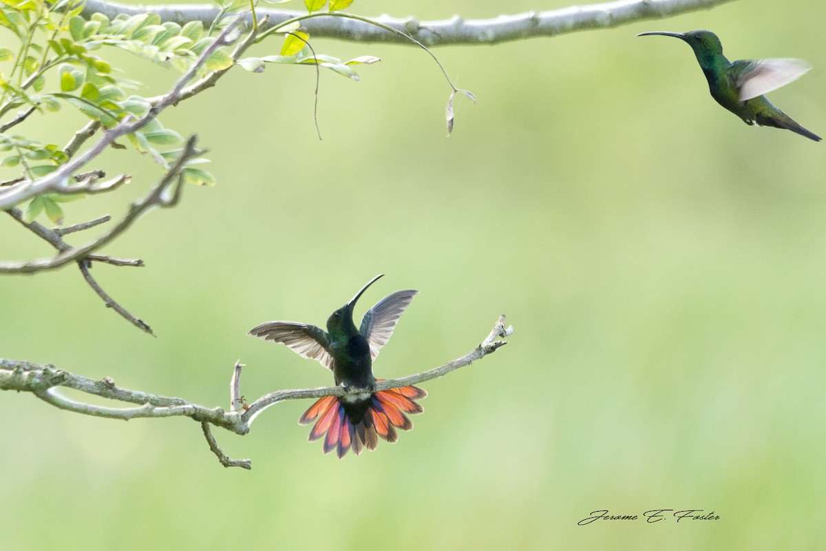 kolibřík zelenohrdlý - ML81633211
