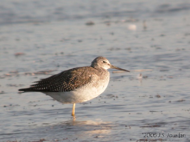 Greater Yellowlegs - ML81633231