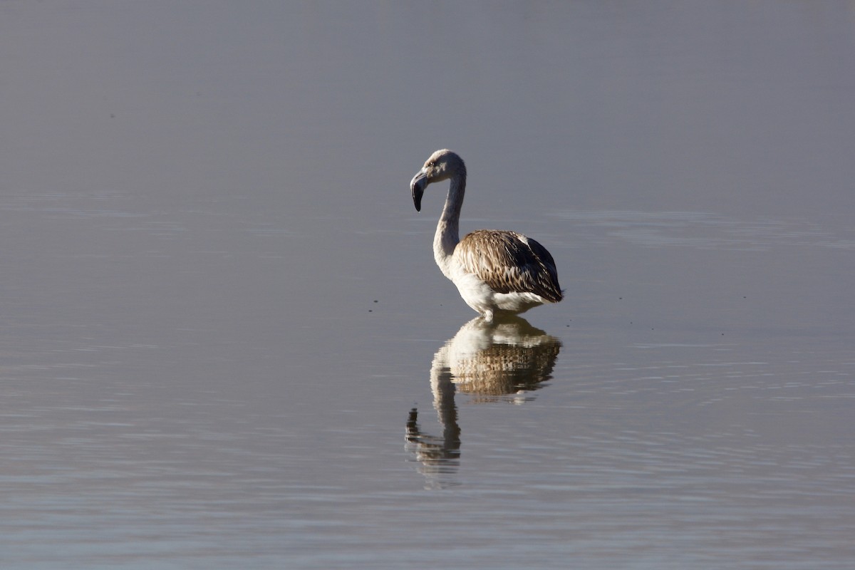 Chilean Flamingo - ML81633801