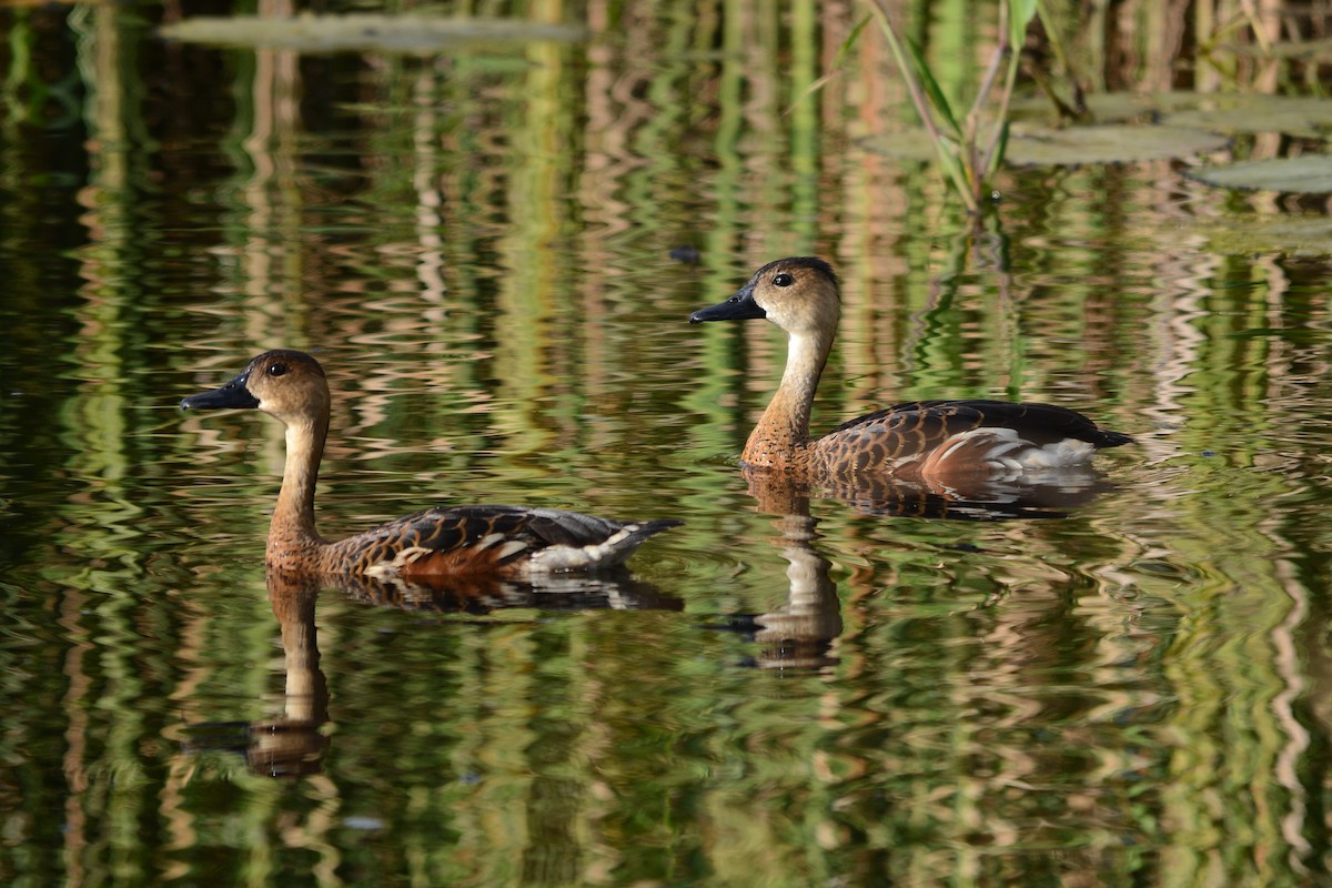 Wandering Whistling-Duck - ML81634671