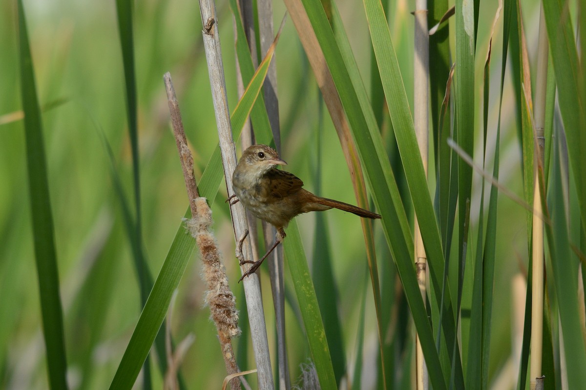 Tawny Grassbird - ML81634791