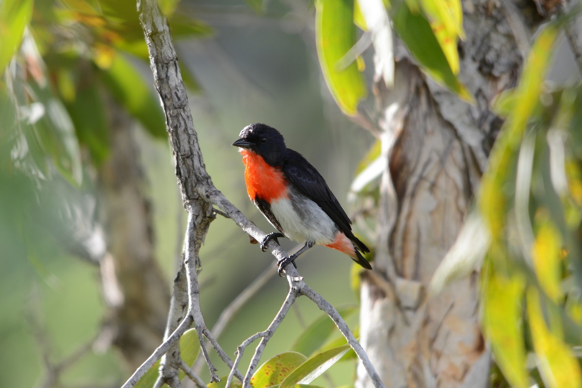 Mistletoebird - ML81634901