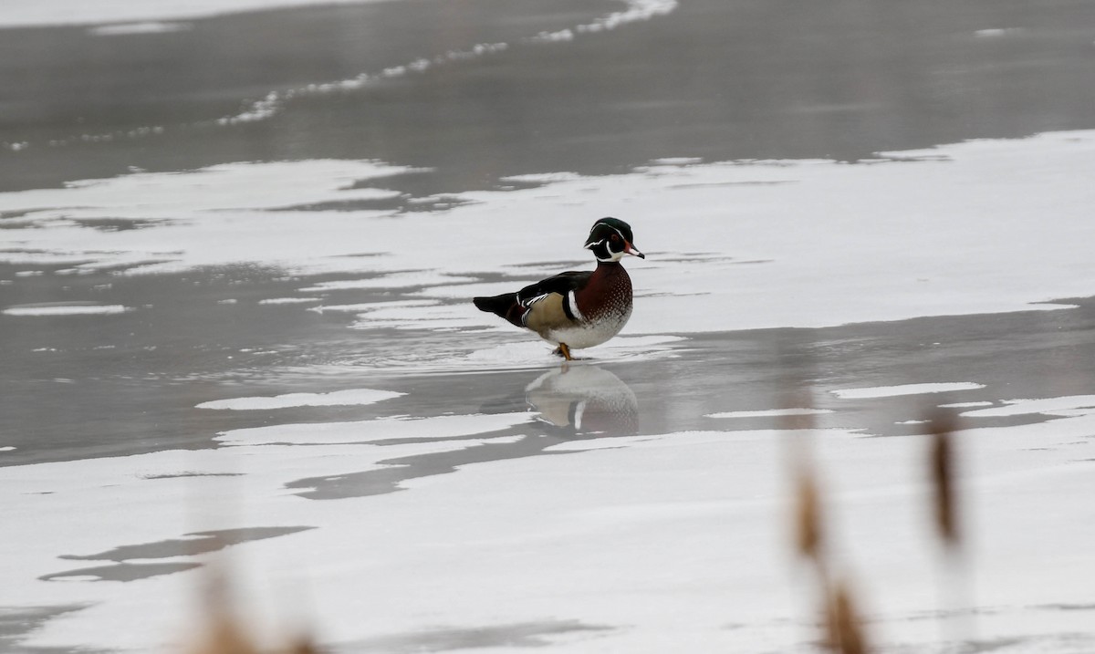 Wood Duck - ML81636051