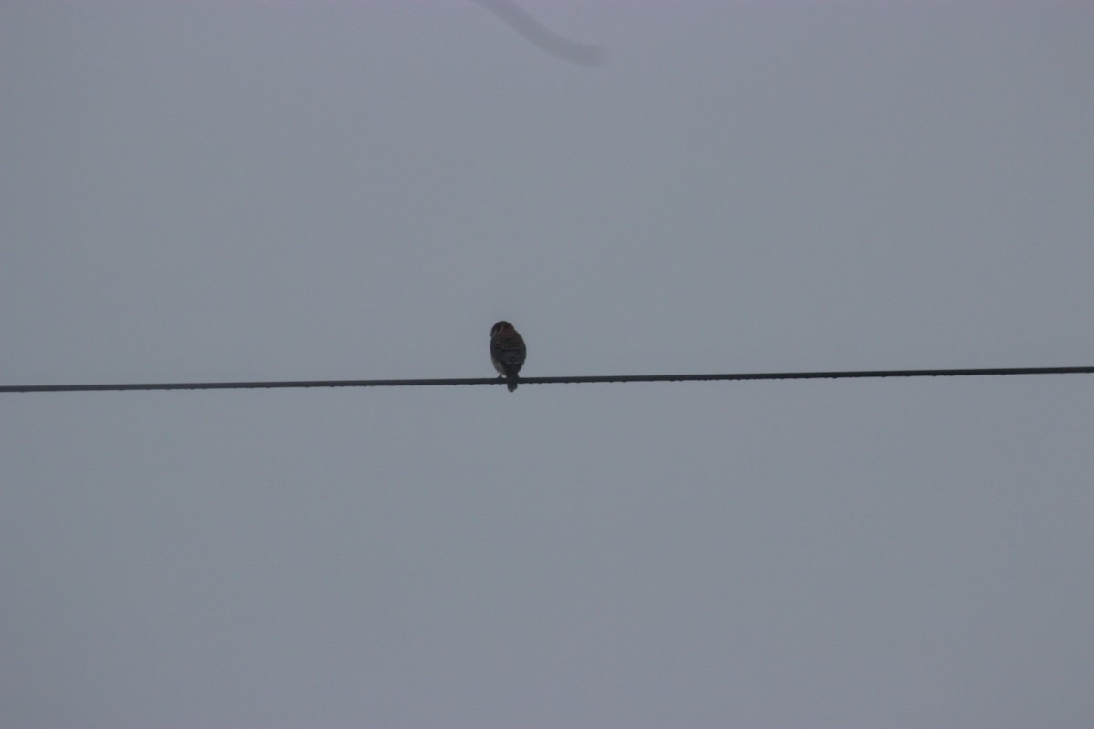 American Kestrel - ML81636251