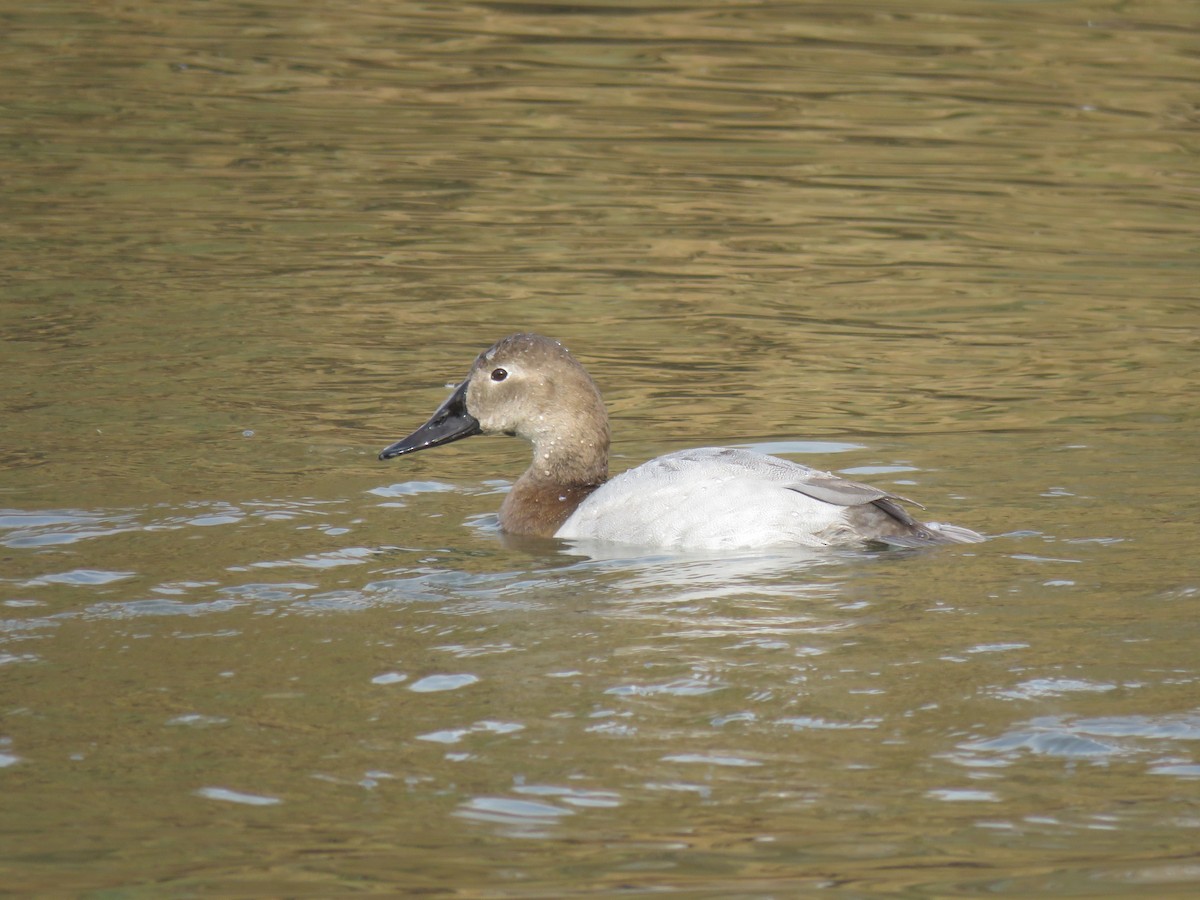 Canvasback - ML81636601