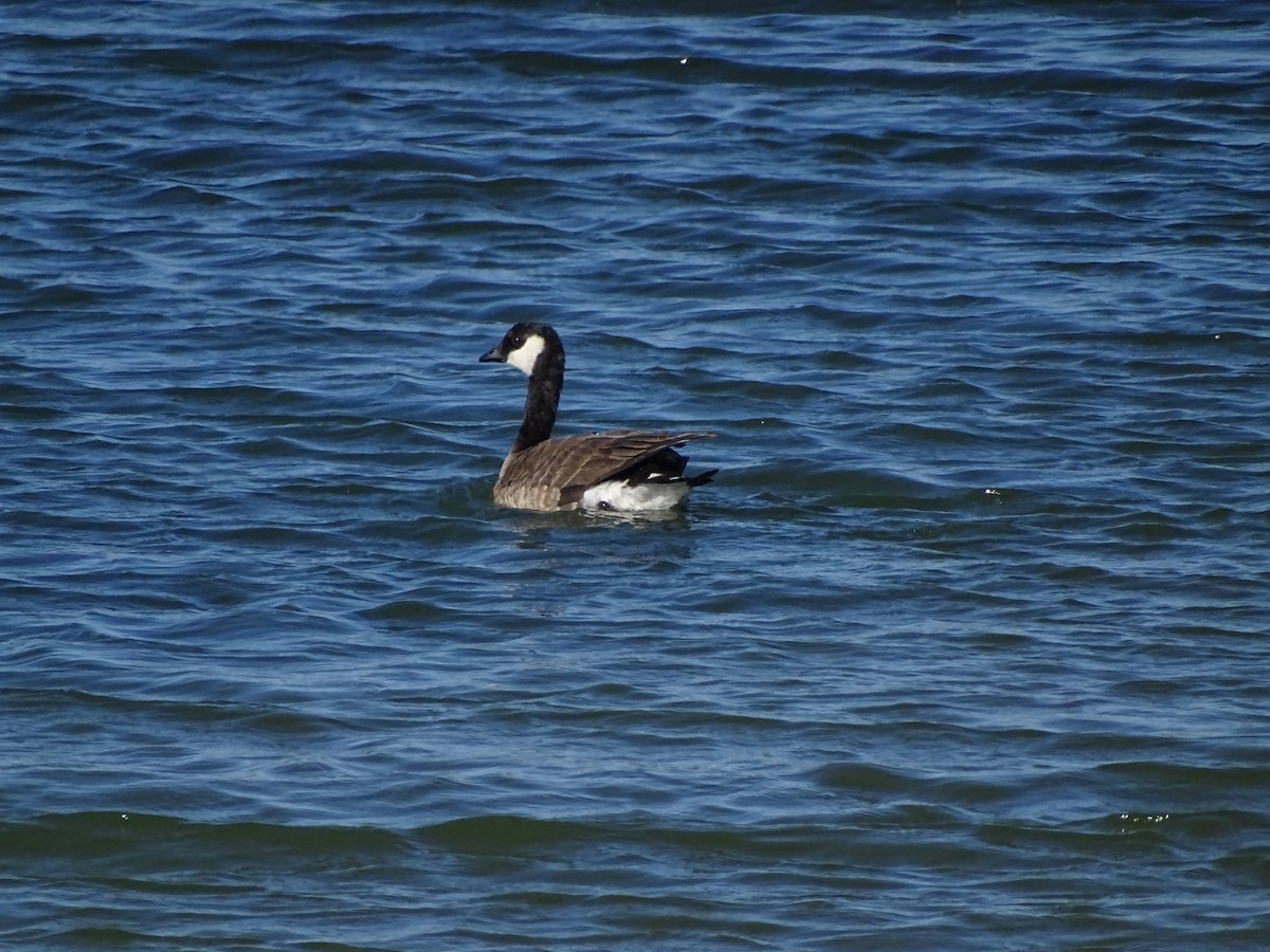 Cackling Goose - ML81636741