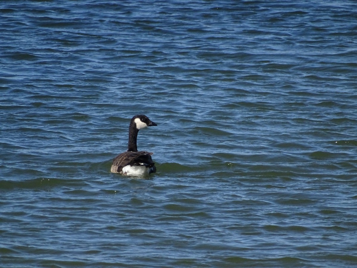 Cackling Goose - ML81636781