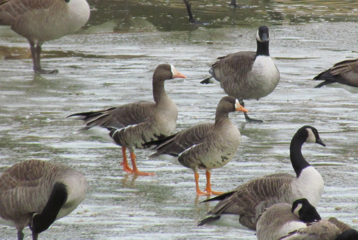 Greater White-fronted Goose - ML81637081