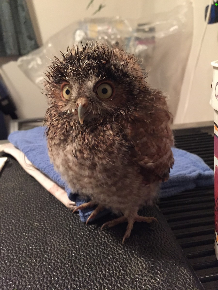 Eastern Screech-Owl - Southwest Virginia Wildlife Center of Roanoke