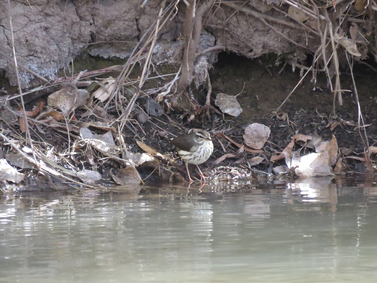 Louisiana Waterthrush - ML81641071