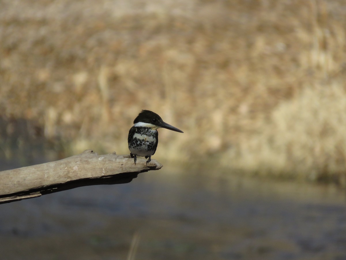 Green Kingfisher - ML81641561