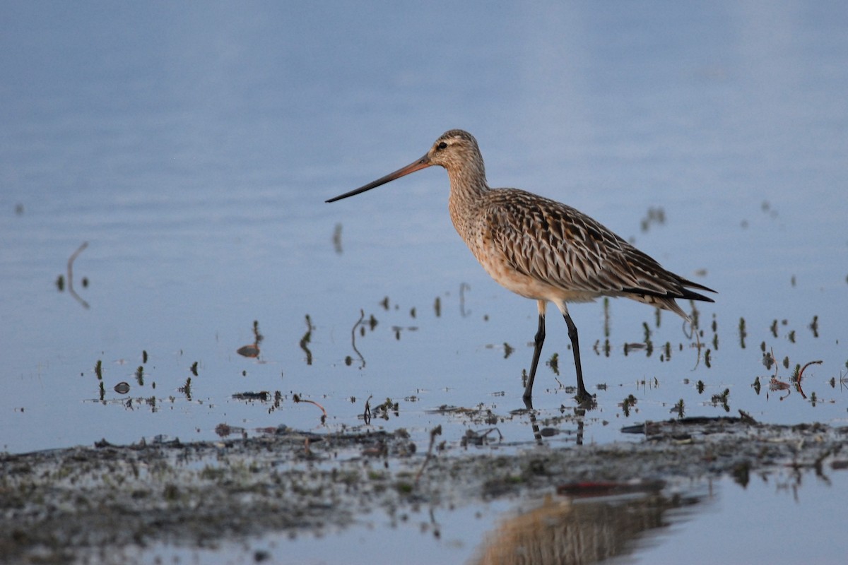 Bar-tailed Godwit - ML81641841