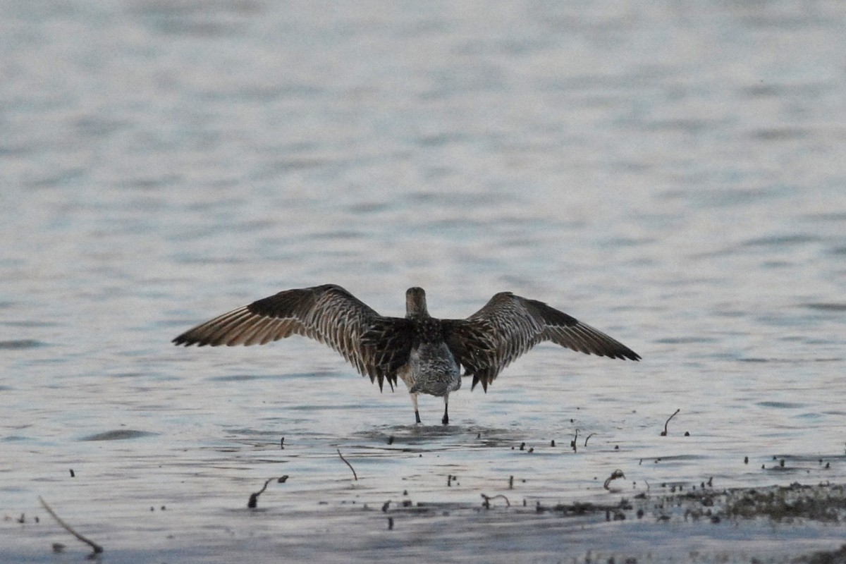 Bar-tailed Godwit - ML81641931