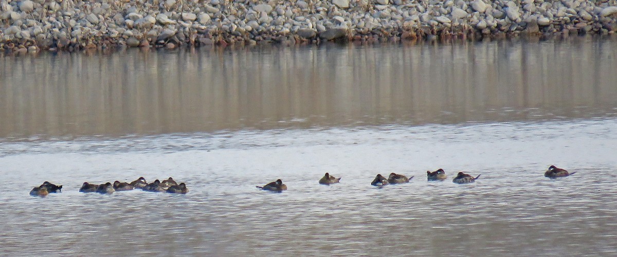 Ruddy Duck - ML81642341