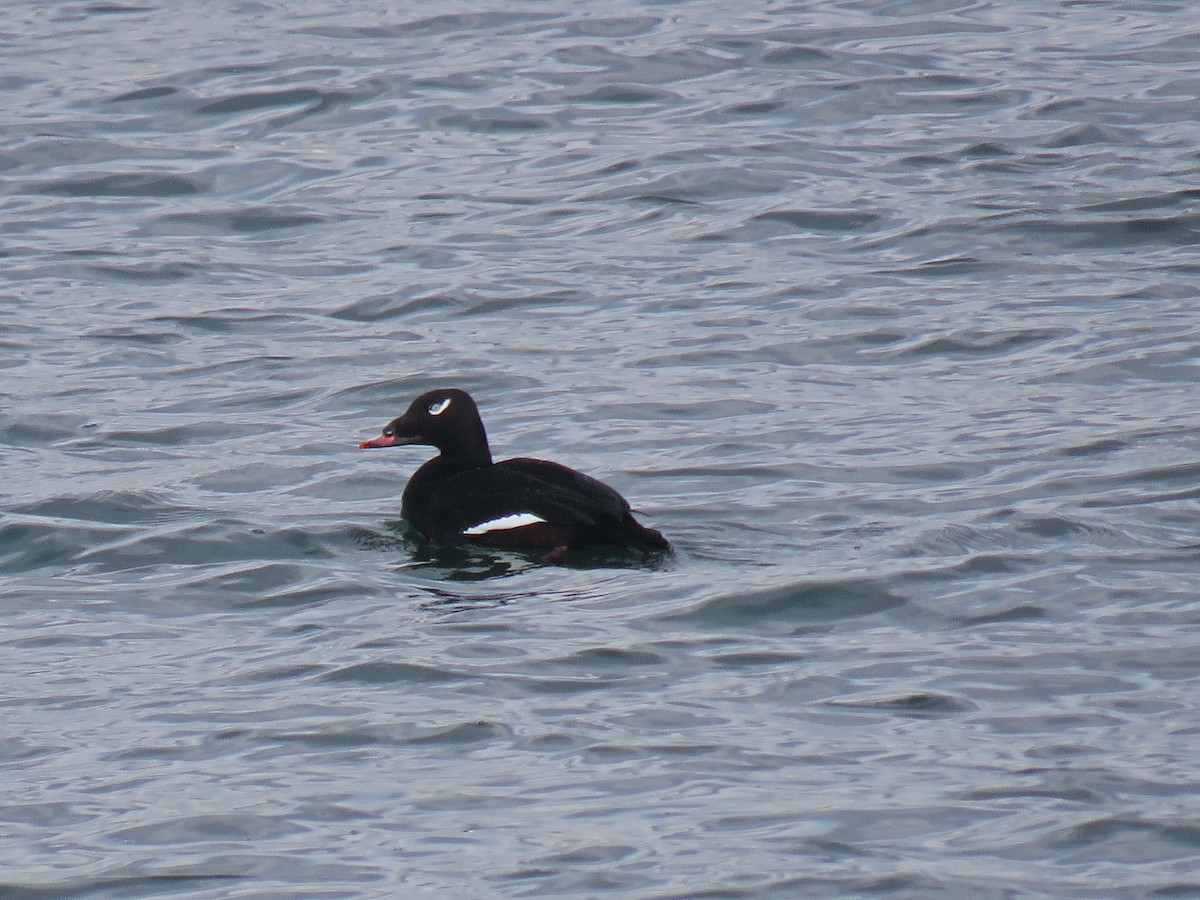 White-winged Scoter - ML81642581