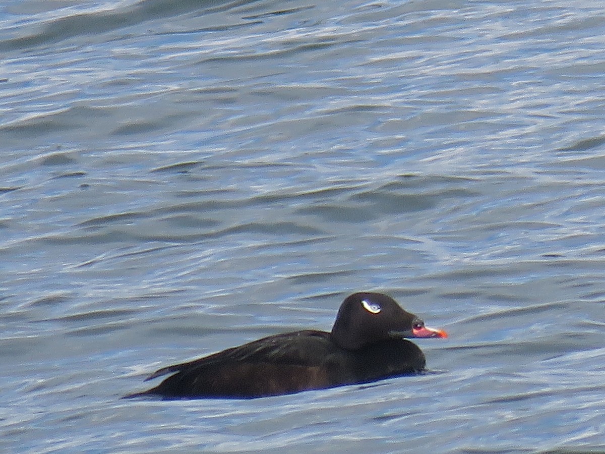 White-winged Scoter - ML81642601