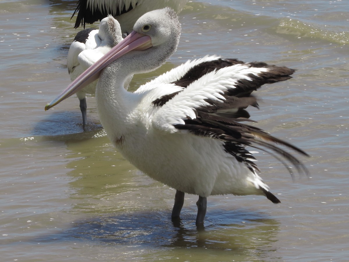 Australian Pelican - David and Regan Goodyear