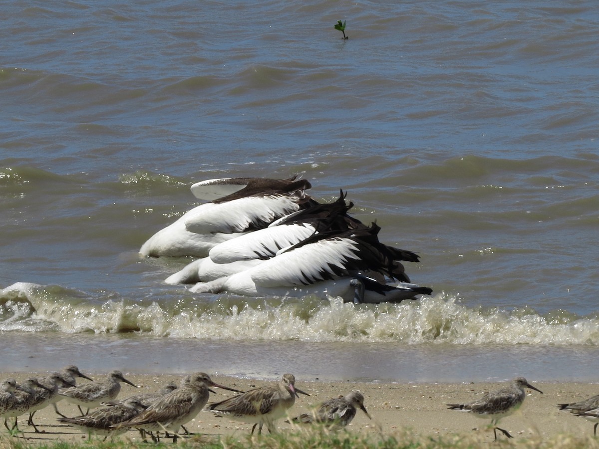 Australian Pelican - ML81643511