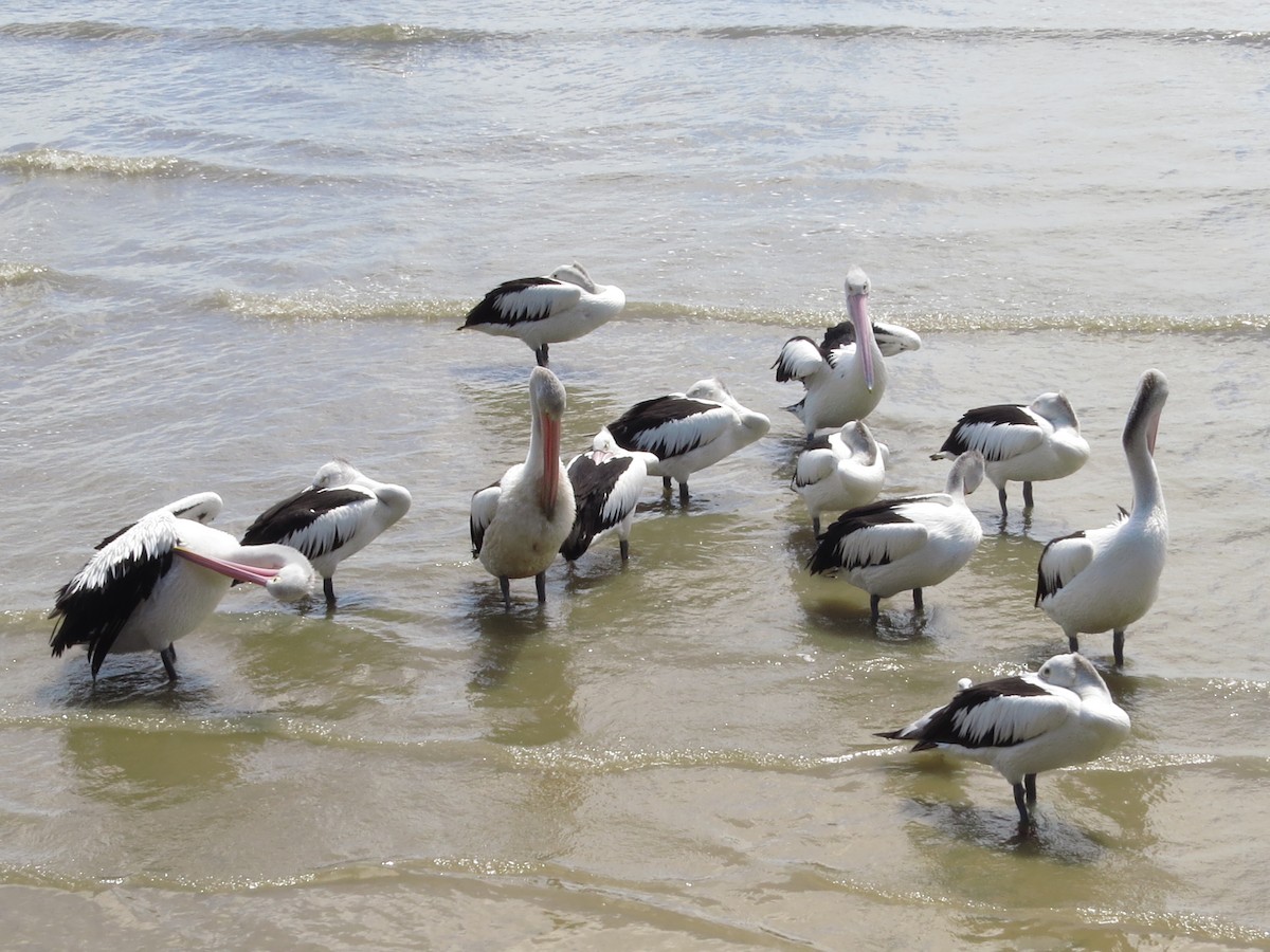 Australian Pelican - ML81643521