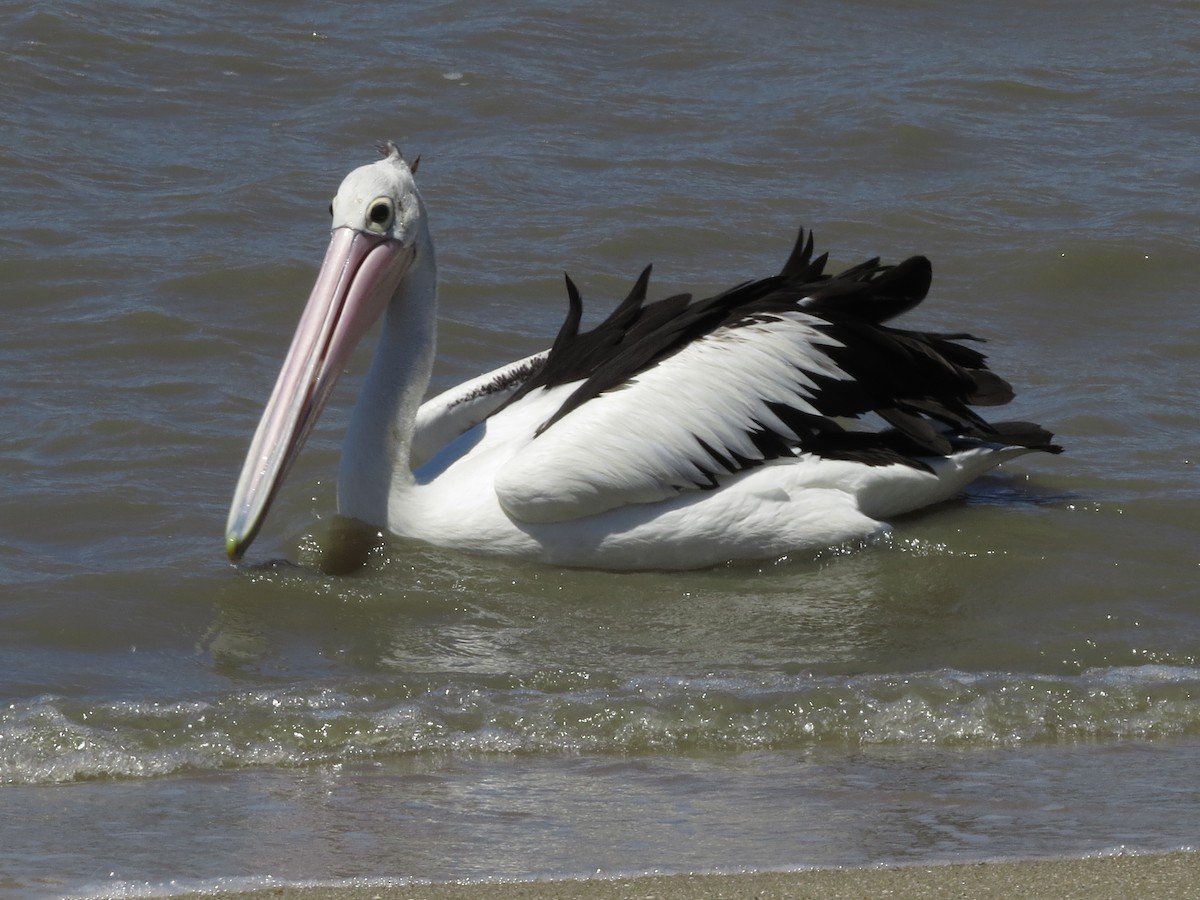 pelikán australský - ML81643531