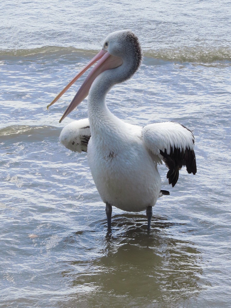 pelikán australský - ML81643561