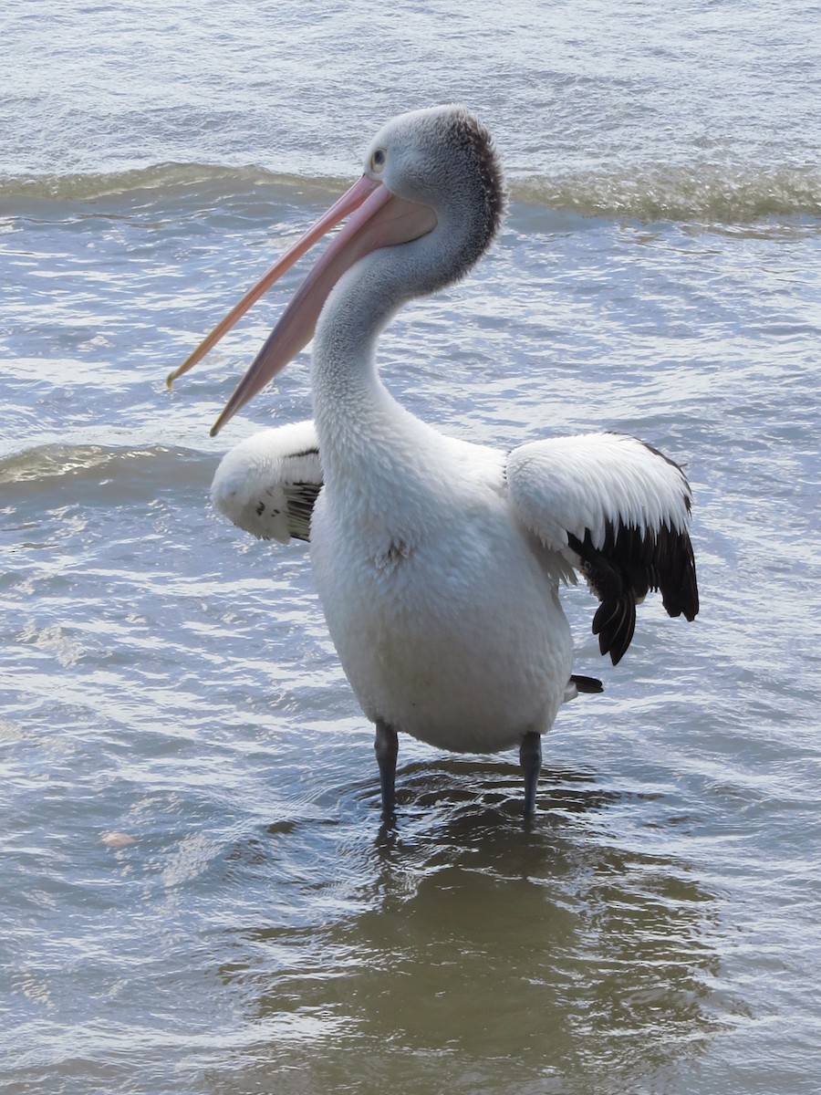 Australian Pelican - ML81643561