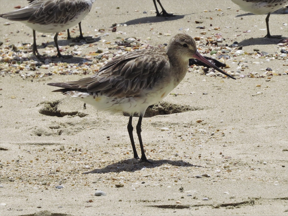 Bar-tailed Godwit - David and Regan Goodyear