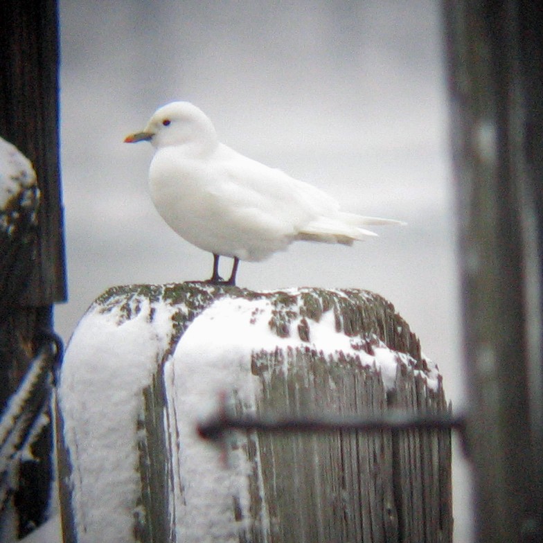 Ivory Gull - ML81644641