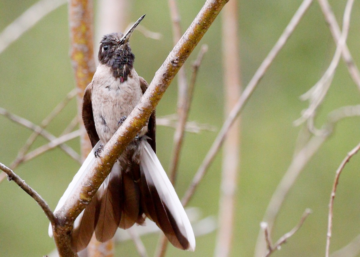 kolibřík výšinový - ML81645051