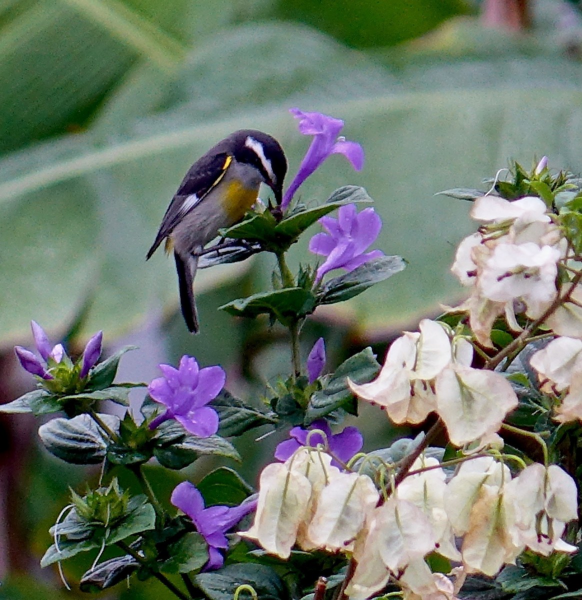 Zuckervogel - ML81645651