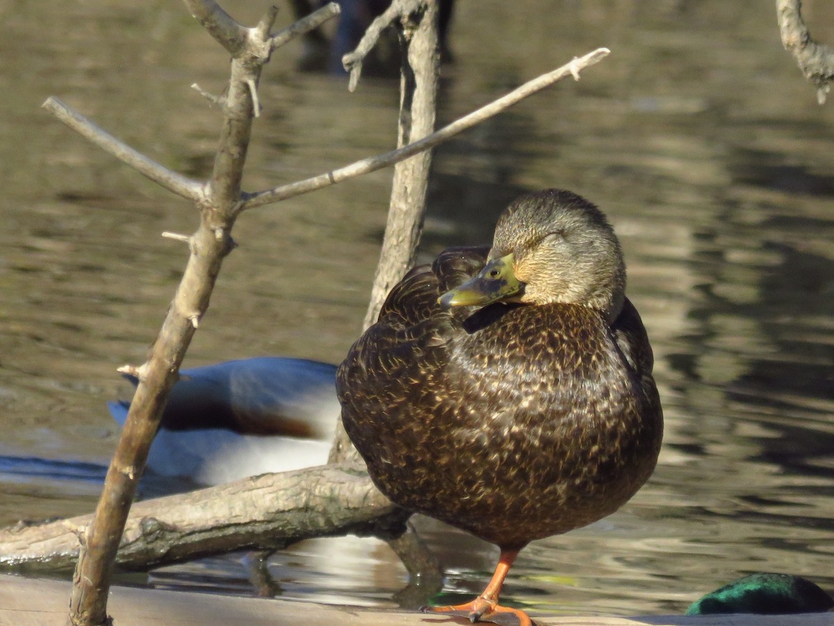 American Black Duck - ML81645751