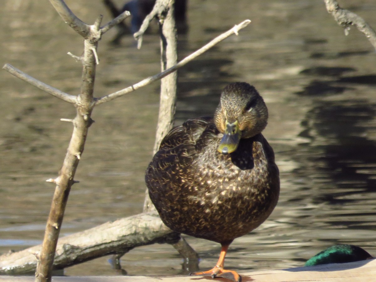 American Black Duck - ML81645761