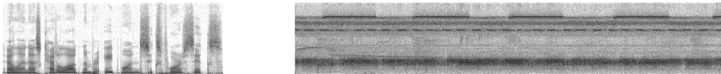 Аракарі синьобровий (підвид humboldti) - ML81646