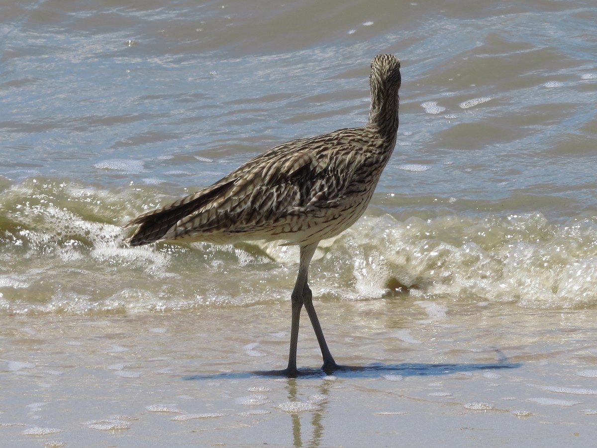 Far Eastern Curlew - ML81646171