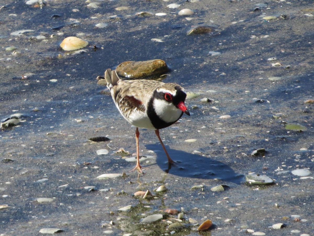 Black-fronted Dotterel - ML81646471