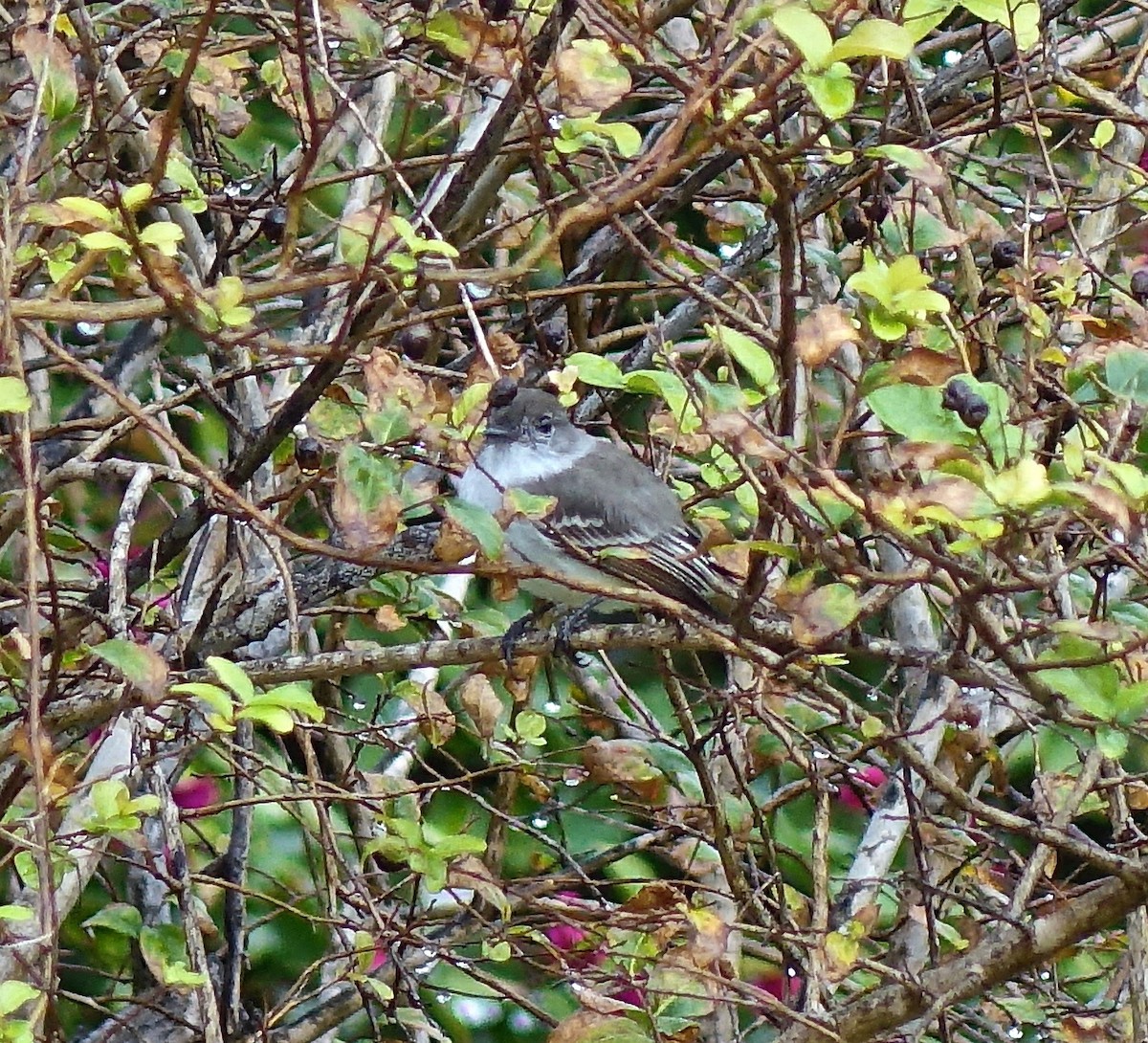 La Sagra's Flycatcher - ML81646481