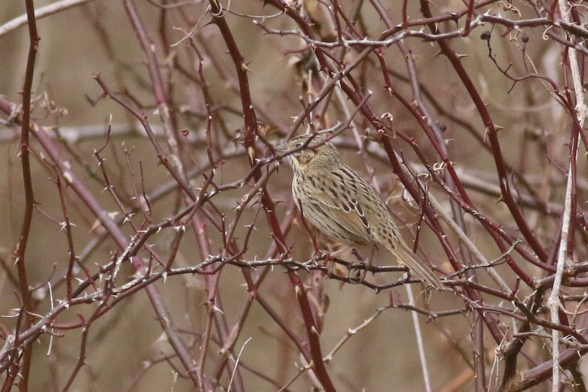 Lincoln's Sparrow - ML81647551