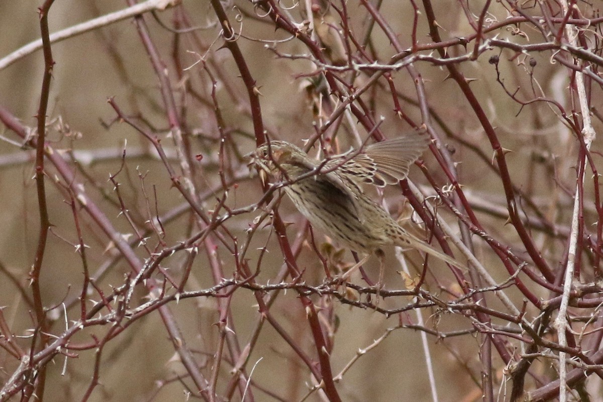 Lincoln's Sparrow - ML81647561